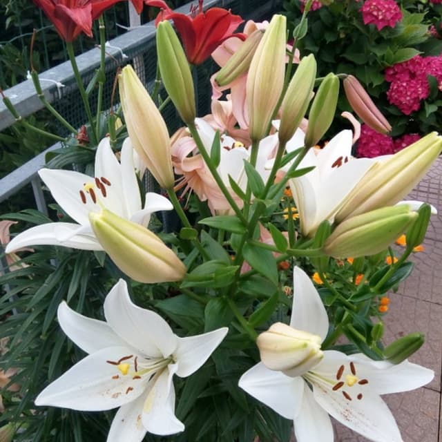 Fiori e Piante - Stefania Magliano - Immagine 1