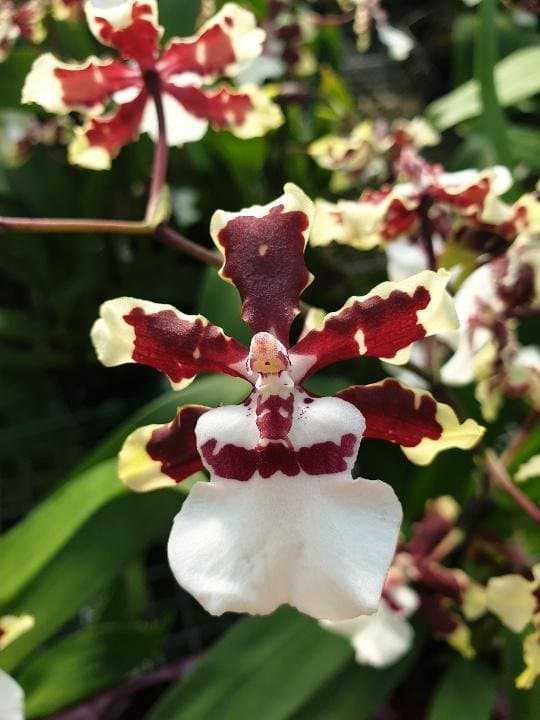 Floricoltura Corazza - Immagine 1