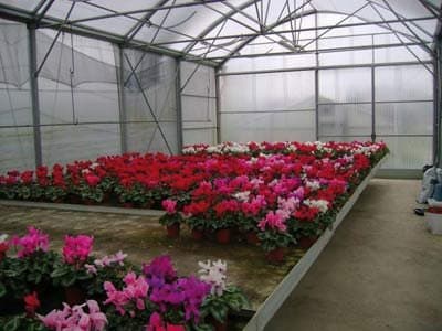 Florovivaistica Bucciarelli - Immagine 2