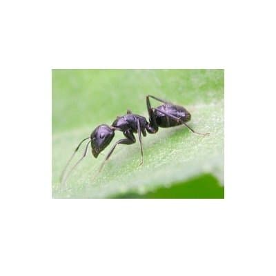 Folgore di Paolini Massimo - Immagine 1