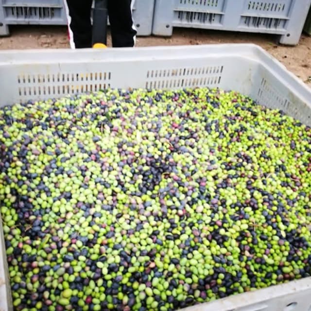 Frantoio Elia - Immagine 1