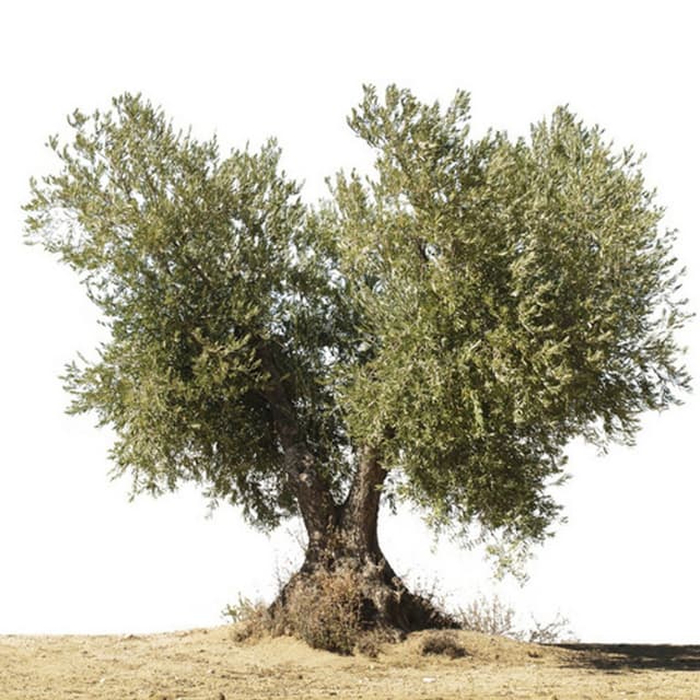 Frantoio F.lli Caprai Carlo & Ledo Snc - Immagine 1