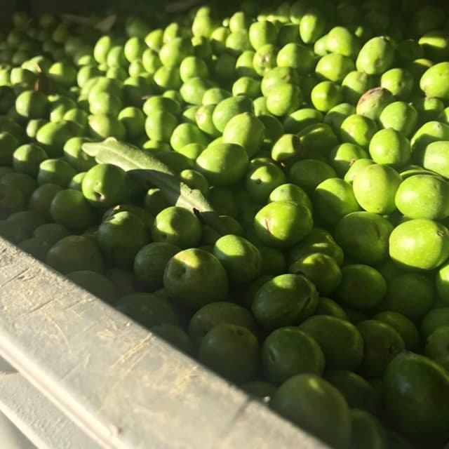 Frantoio Ghezzi e Miceli - Immagine 1