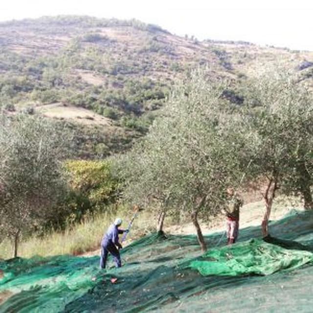 Frantoio Oleario Ruscigno - Immagine 1