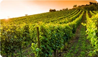 Futuragri - Immagine 1