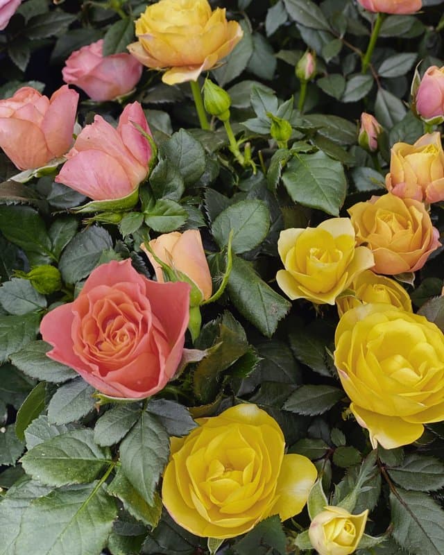 Garden Tisselli - Immagine 1