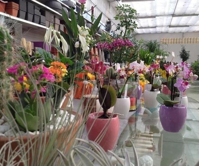 Garden Vivaio - Immagine 1