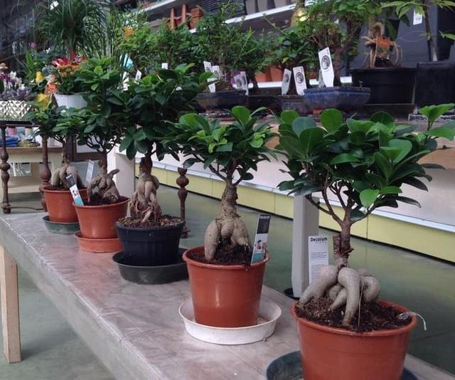 Garden Vivaio - Immagine 2