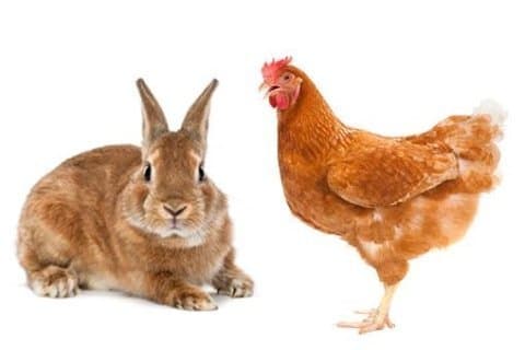 Gardenzoo - Fai da Te - Immagine 2