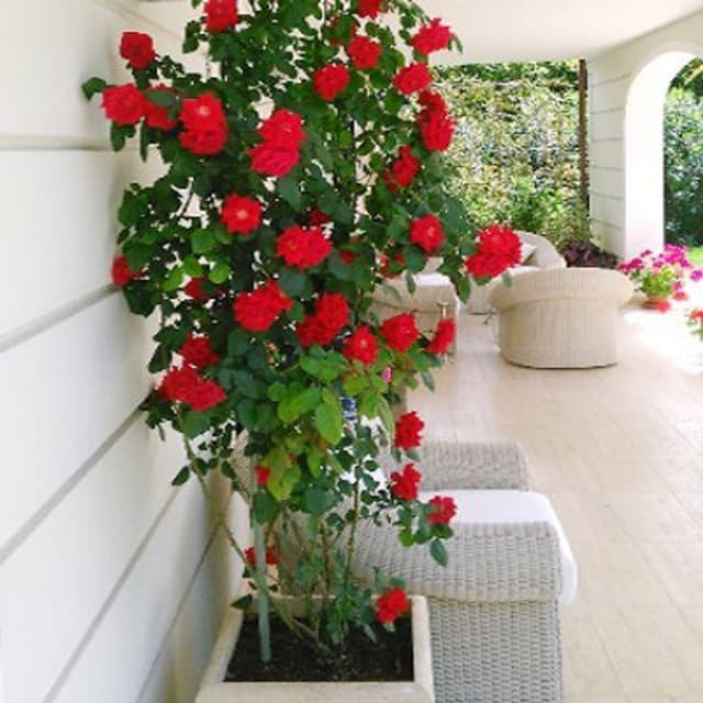 Gea Gardening - Immagine 1