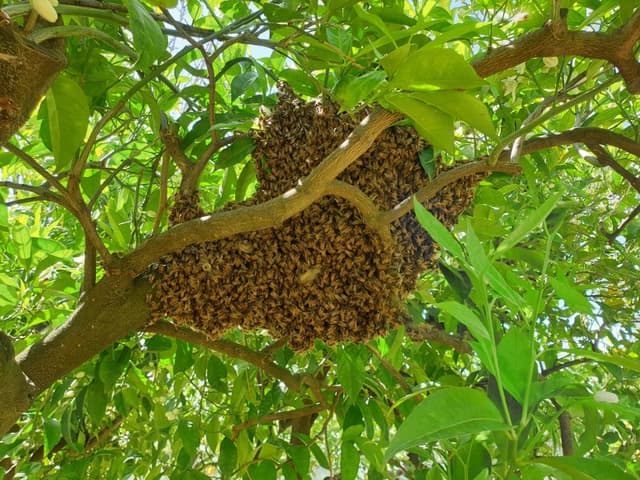 Gocce D'Oro - Immagine 2