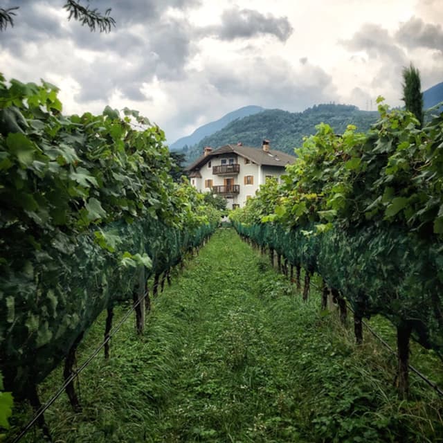 Hännsl Am Ort Weingut - Immagine 1