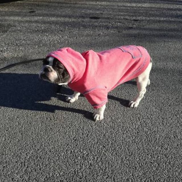 Happy Dog Davide Gulisano - Immagine 2