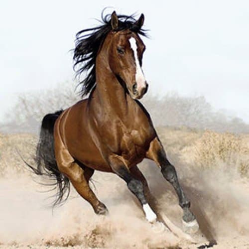 Horse e Bike Store - Immagine 1