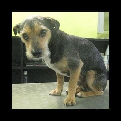 Il Collare D'Oro - Immagine 1