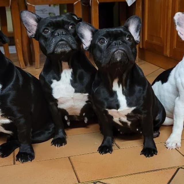 Il Mondo dei Cuccioli - Immagine 1