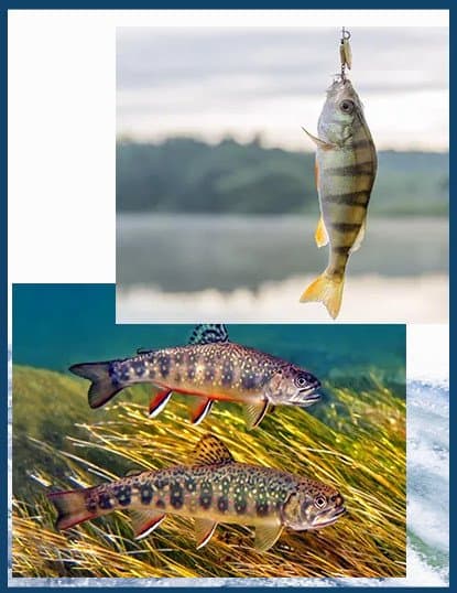 Itticoltura Tonini - Immagine 1