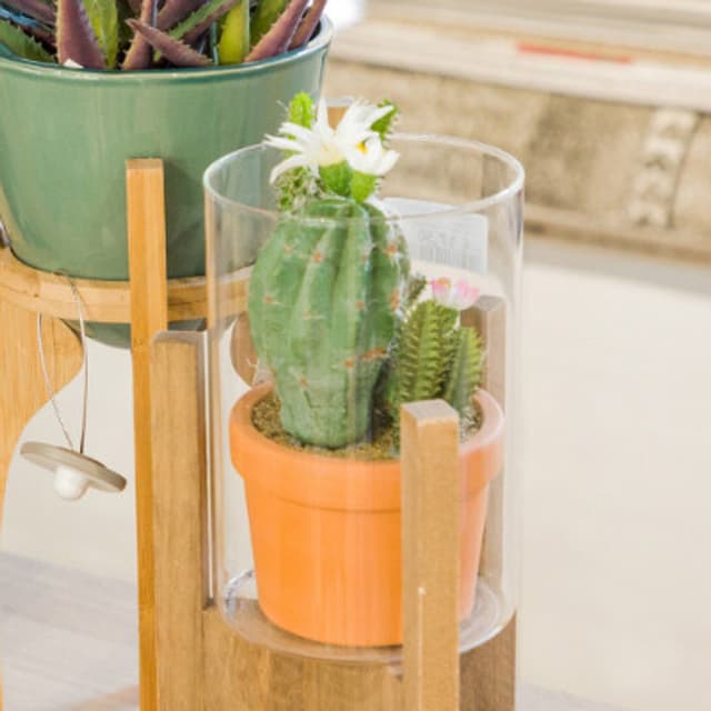 Kasanova - Immagine 1