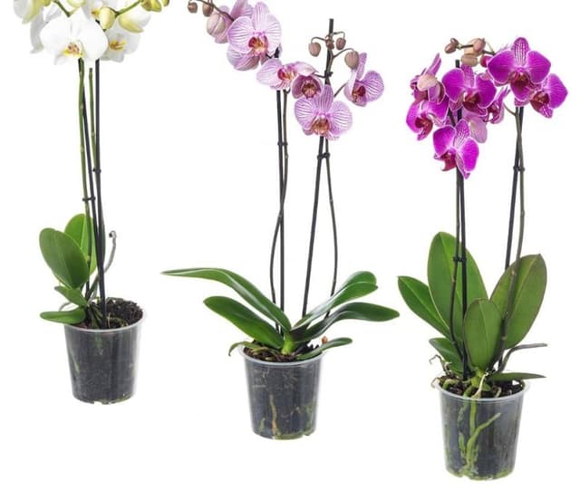 L'Angolo dei Fiori - Immagine 2