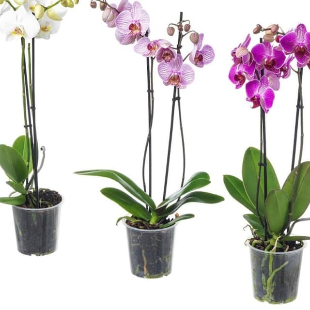 L'Angolo dei Fiori - Immagine 2