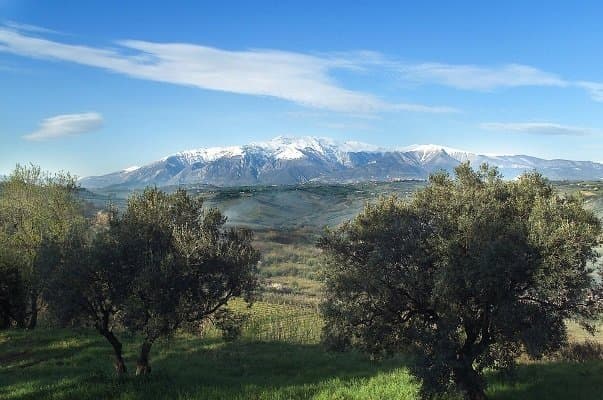 L'Olivicola Casolana - Immagine 2
