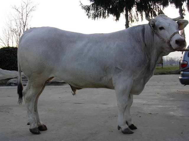 Macelleria Favole Massimo - Immagine 1