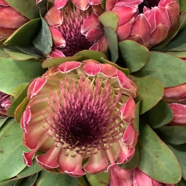 Magica Flor - Immagine 2