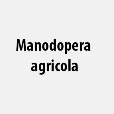 Manodopera agricola - Immagine 2
