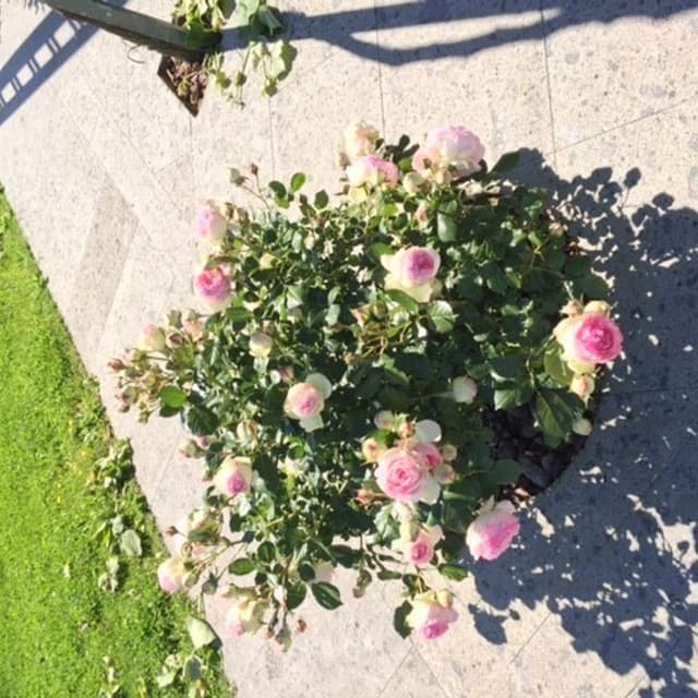 Marcheselli Manuel - Immagine 1