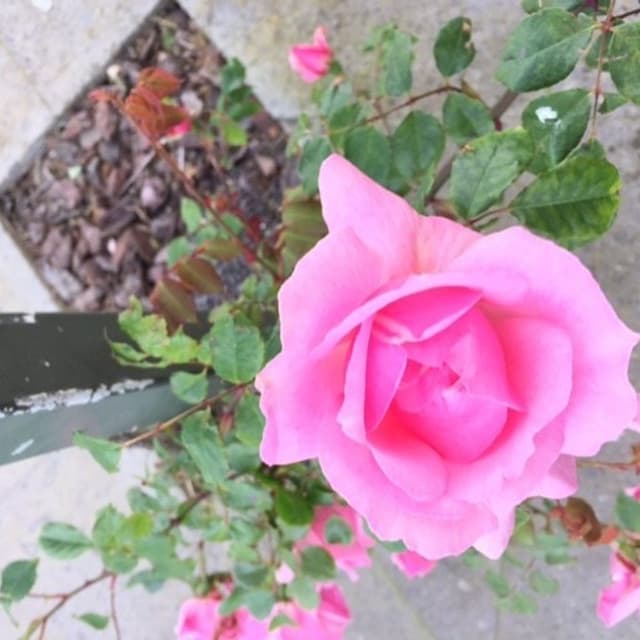 Marcheselli Manuel - Immagine 2