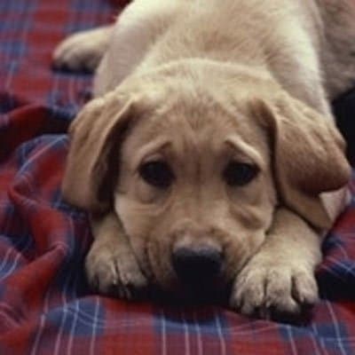 Medical Zoo - Immagine 1