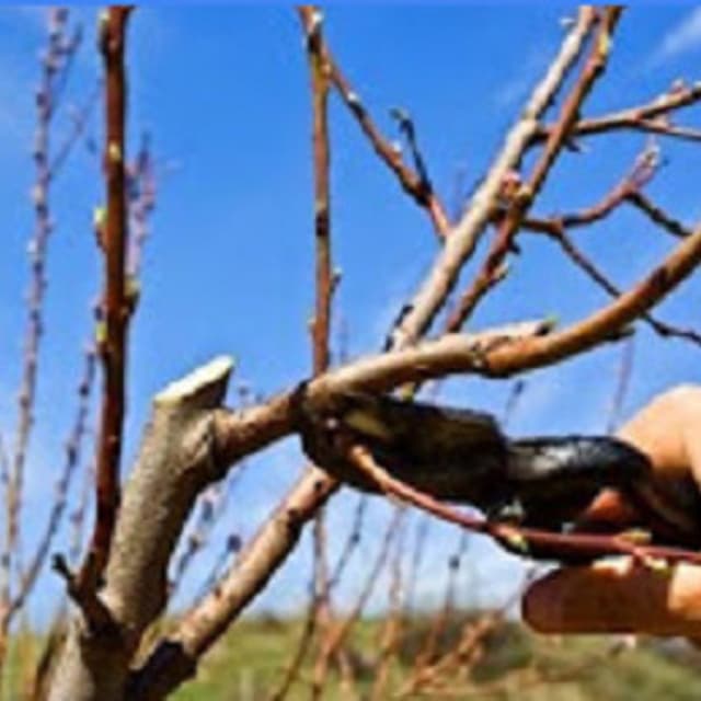 Mosaico Giardini di Bresolin Andrea - Immagine 1