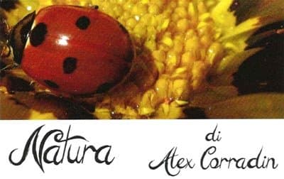 Natura - Immagine 1