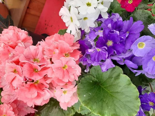 Nebbia Vivai - Immagine 2