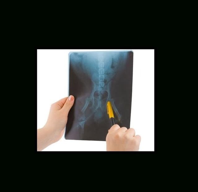 Norad Risonanza Diagnostica Veterinaria - Immagine 1