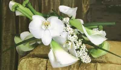 Nuova Achillea Fiori e Piante - Immagine 1