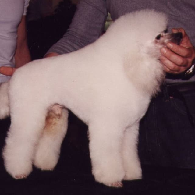 Onirica Alani - Immagine 1