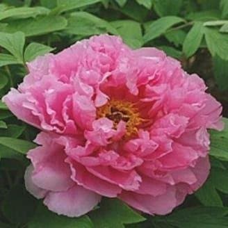 Paradiso Verde - Immagine 1