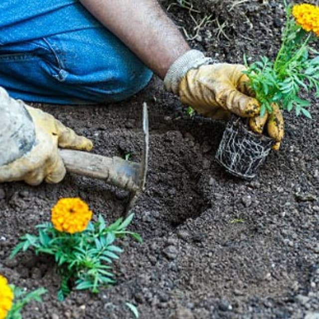 Pennone Ivan - Giardiniere - Immagine 2