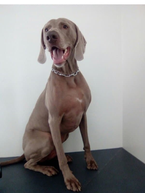 Pet Soap Toelettatura - Immagine 2