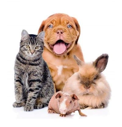 Pets on Paradise - Immagine 2