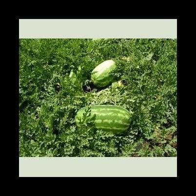 Ricci Franco e Figli - Immagine 2