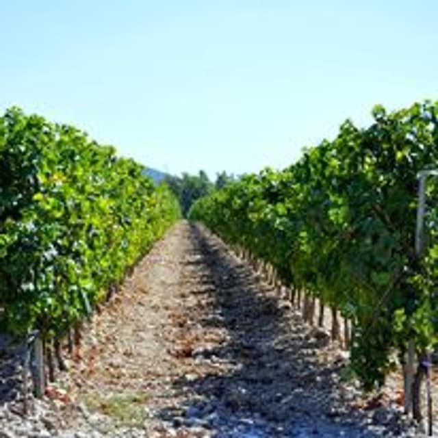 Sarda Vigneti - Immagine 1