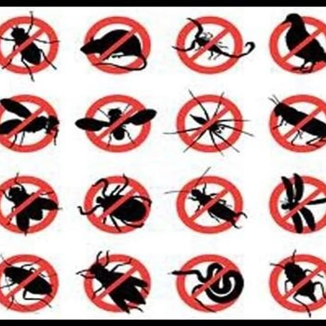 S.D.S. Ecologica Disinfestazione - Immagine 1