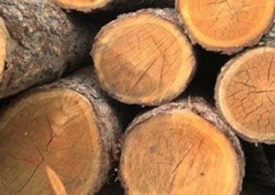 Segheria Fratelli Corradi - Immagine 2