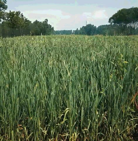 Sementi M. Cogo - Immagine 2