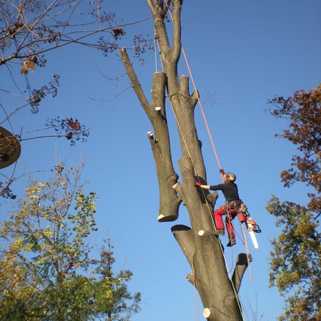 Soluzione Alberi - Immagine 1