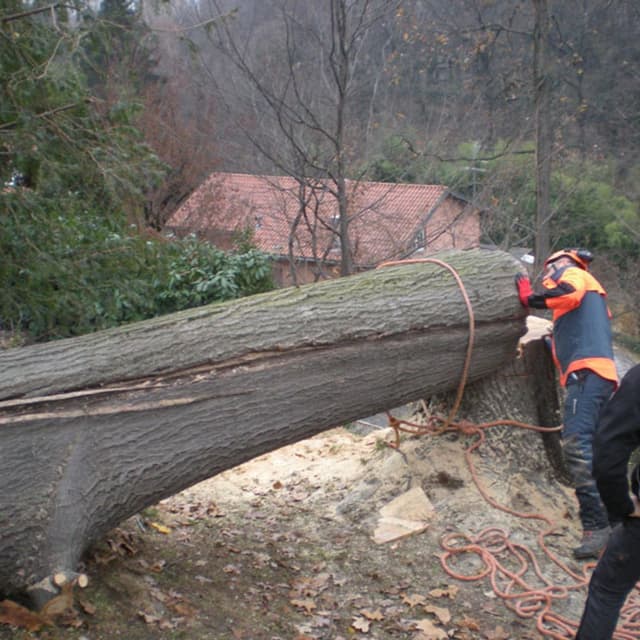 Soluzione Alberi - Immagine 2