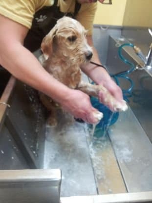 Splendidog - Immagine 1