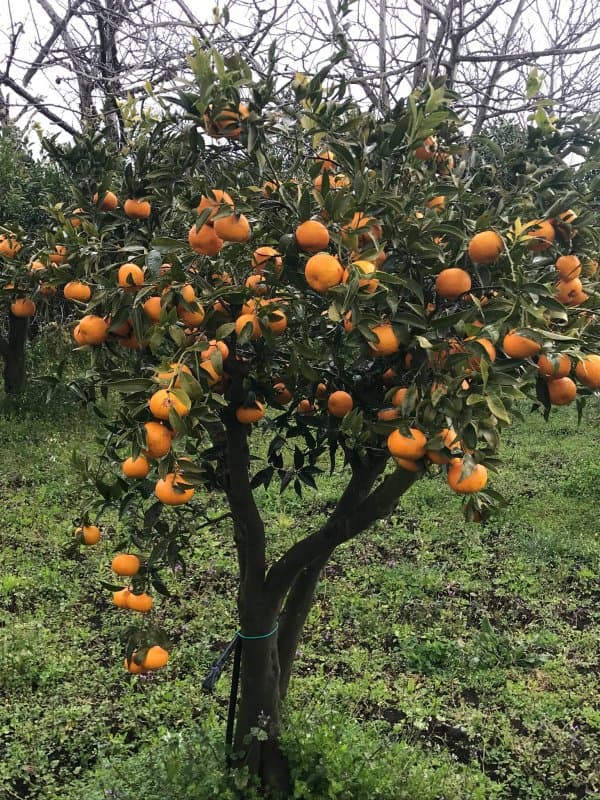 Tenuta Campanaro - Immagine 1